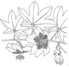 Image result for Triplochiton zambesiacus