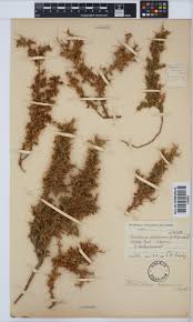 Image result for Melolobium