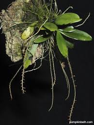 Image result for Angraecum sacciferum