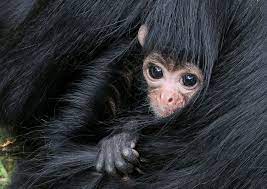 Baby Spider Monkey Spider Monkey Ateles Monkey