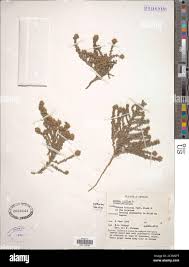 Image result for Cressa cretica