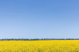 《 flowwow 》 best local flower shops near me ! Yellow Flowers On Field Against Blue Sky Free Stock Photo And Image