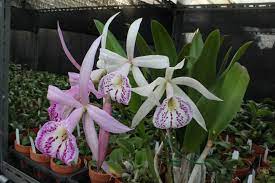 blc tetra lip junko pc jos 2 photo plants flickr