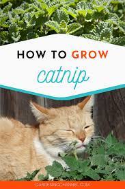 How To Grow Catnip Nepeta Cataria Gardening Channel Growing Catnip Catnip Plant Pests