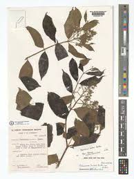 Image result for Pleioceras gilletii