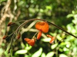 Image result for Hylodesmum repandum