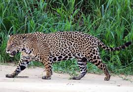 Black jaguar is seen as zookeepers feed the animals at the santa cruz foundation zoo in tequendama, colombia on april 03, 2020. Jaguar Simple English Wikipedia The Free Encyclopedia