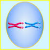 28 snurfle meiosis worksheet collection of meiosis. Genetics And Meiosis Games And Virtual Labs