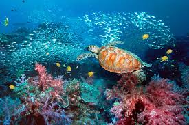 Image result for sea