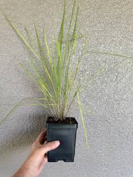 Image result for Sorghastrum stipoides