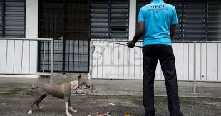 Terpaksa Bunuh Anjing Untuk Hapuskan Rabies Jabatan Veterinar Tiada Pilihan Http Malaysianreview Com 145438 Terpaksa Bunuh Anjing U Dogs Penang Cool Words