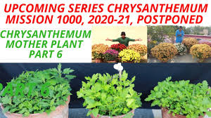 The 1000 plant genomes project (1kp) was an international research effort to establish the most detailed catalogue of genetic variation in plants. Upcoming Series Chrysanthemum Mission 1000 2020 21 Postponed Due To Unavoidable Circumstances P6 Youtube