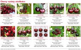This might seem impossible but with our highly skilled professional writers all your custom essays, book reviews, research papers and other custom tasks you order with us will be of high quality. Some Promising Cherry Variety Picks Good Fruit Grower