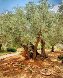 Olive Trees In The Garden Of Gethsemane Peace Gethsemane Jerusalem Israel Travelphotography Traveltheworld Travelblogger Olive Tree Garden Easter Garden