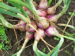 Belajar Berkebun Cara Menanam Cara Merawat Tips Berkebun Cara Menanam Bawang Merah Dalam Botol Bekas