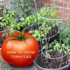 How do you keep tomatoes from growing too tall?. Tomatoes 101 A Quick Start Guide For Beginners Empress Of Dirt