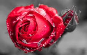 Free download love red rose wallpapers. Wallpaper Flower Water Drops Macro Flowers Rosa Background Widescreen Wallpaper Rose Bud Wallpaper Red Rose Flower Widescreen Background Images For Desktop Section Cvety Download
