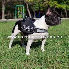 shlejka s ruchkoj dlya sobak h6 2184 11 rub perros de servicio bulldog perros