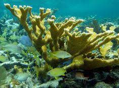 Top fin coral aquarium ornaments shipwreck casserole crockpot. Matthew Rampy Mcrampy71 Profile Pinterest