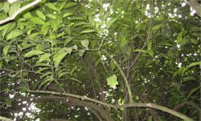 Image result for Ozoroa nitida