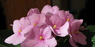 Setelah bunga berhasil dirangkai, langkah selanjutnya adalah proses penempatan bunga tersebut. 7 Jenis Bunga Untuk Dekorasi Pelaminan Simpel Dan Elegan Merdeka Com