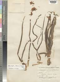 Image result for Chlorophytum blepharophyllum Schweinf. ex Baker