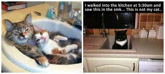 cat thursday sink me