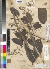 Image result for Pleioceras