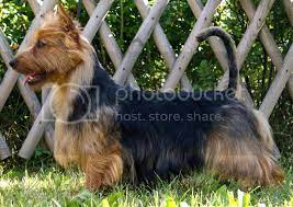 May 2012 Issue Australian Terrier International