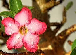 Contact a vet or animal poison control immediately. How To Grow Breathtaking Adenium Obesum Rock Roses At Home Garden And Happy