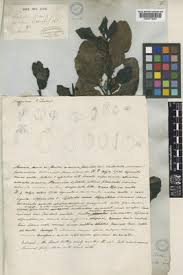 Image result for Astropanax polysciadius