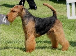 Welsh terriers have been bred for centuries to locate, chase, flush out and kill prey, without any prompting or hesitation. Welsh Terrier Webseite Kft Terrier Munchen