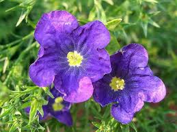 Image result for Nierembergia hippomanica