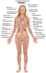 human body diagrams wikimedia commons