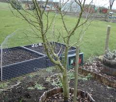 Plums are delicious fruits that grow on trees and are classified in the genus prunus. How To Prune Plum Trees Gardenfocused Co Uk