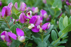 Image result for Polygala petitiana