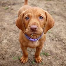 Baby puppies bulldog puppies cute puppies cute dogs dogs and puppies doggies vizsla dog weimaraner. Happy Saturday Alpine Vizslas Vizslaoftheday Vizsla Puppy Cutenessoverload Iwanther Gingernu Vizsla Puppies Visla Puppy Animal Photography Dogs