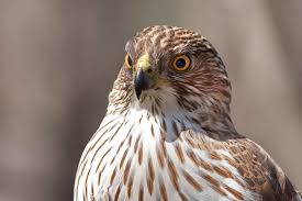 Hawk | Types, Diet, & Facts | Britannica