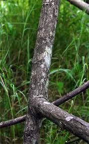 Image result for Entada arenaria