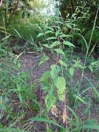 Image result for Blainvillea gayana