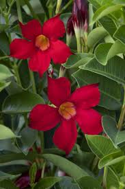 Saintpaulia ionantha or african violet is a tropical flowering plant native to tanzania. Sunvilla Red Mandevilla