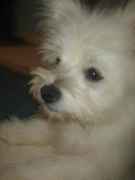 Maltese pomeranian puppy for sale. Maltipom Dog Breed Information And Pictures