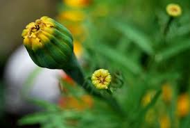 Ich säe meine tagetes auch erst so mitte märz aus. Tagetes Studentenblume Tipps Zu Standort Pflege Sowie Vermehrung