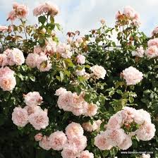 Die rosen sind dauerblühend vom frühsommer bis zum ersten frost. Pin Von Aase Poulsen Auf Roser Kordes Rosen Gartenrosen