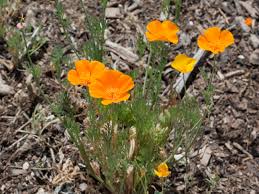 Image result for Eschscholzia