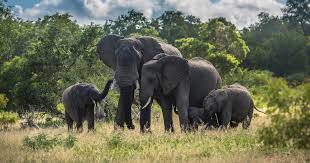 Afrika (sometimes used in aave). Afrika Safari Reisen Mit Reiseexperten Buchen Rhino Africa