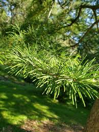 Image result for Allophylus pseudopaniculatus