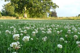 Maybe you would like to learn more about one of these? Trifolium Repens Small Leaved White Clover Ag Other Clovers Legumes And Herbs Species Emorsgate Seeds 01553 829 028