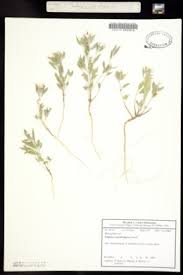 Image result for Euploca katangensis