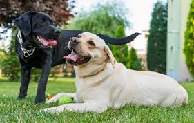 Any dog lover can tell you that canines are among the smartest animals on earth. What To Do When Dogs Are Tied Lovetoknow